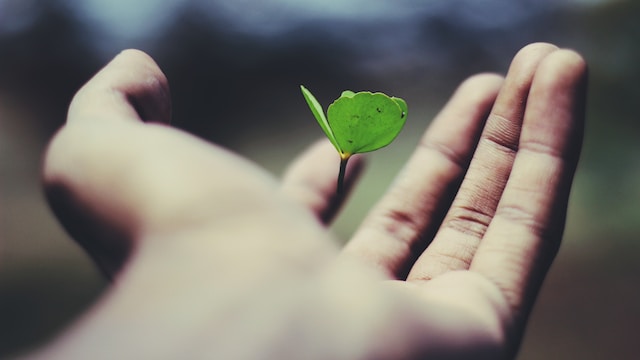 plante main représente patrimoine